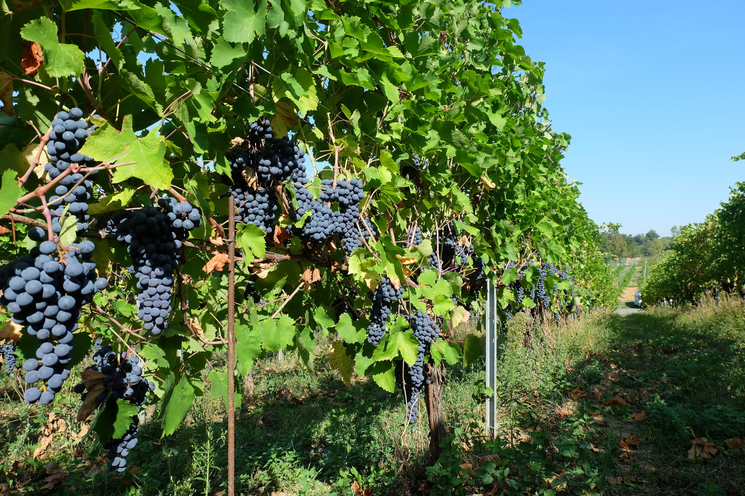 La famiglia Picchi tra i vigneti