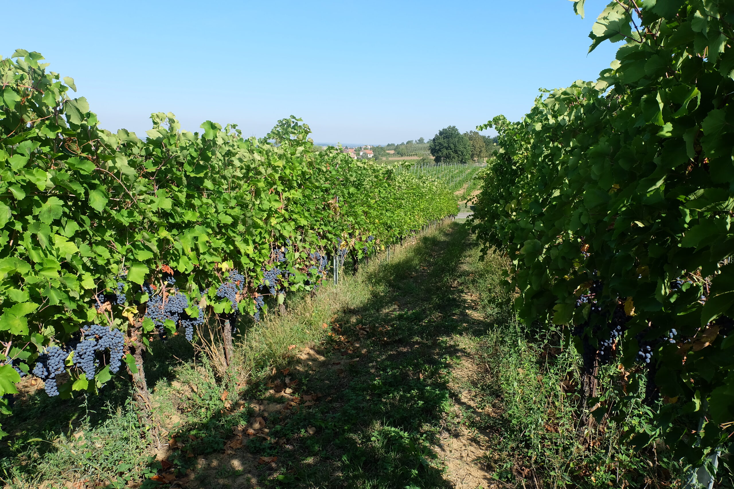 La famiglia Picchi tra i vigneti di Casteggio